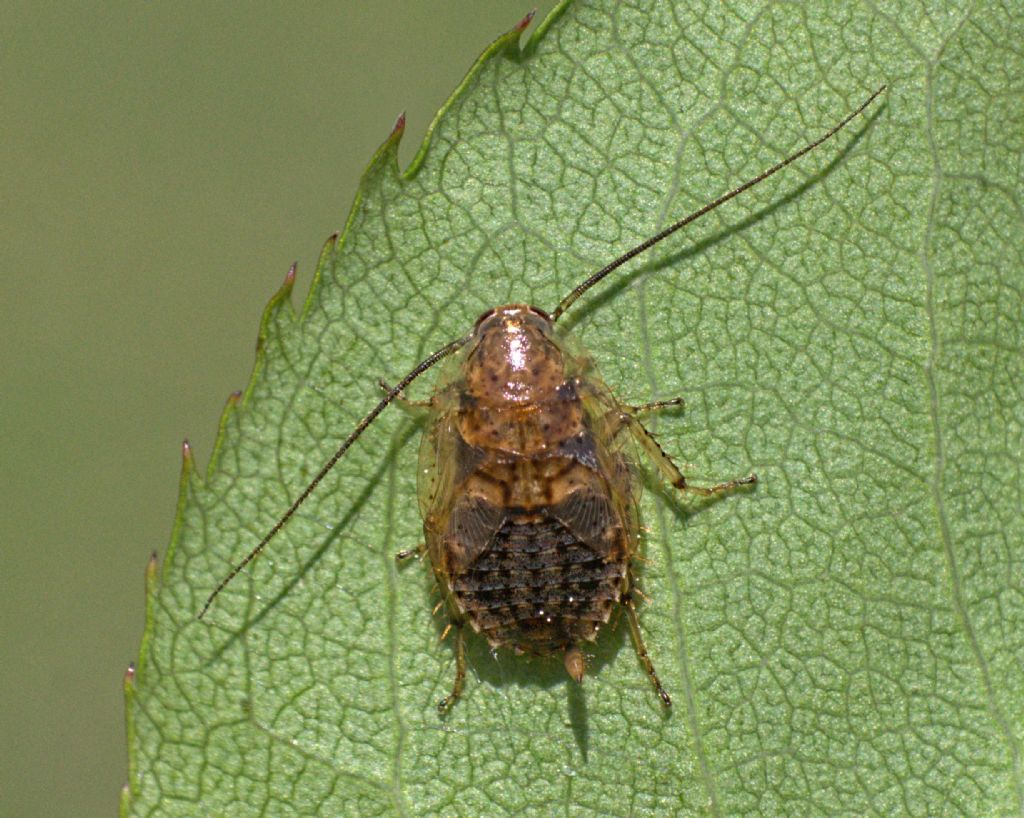 Probabile Ectobius pallidus